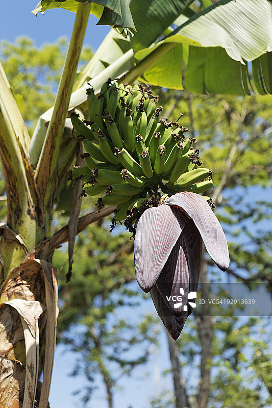 香蕉树图片素材