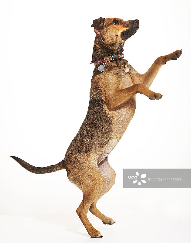 梗犬混血双腿跳跃图片素材