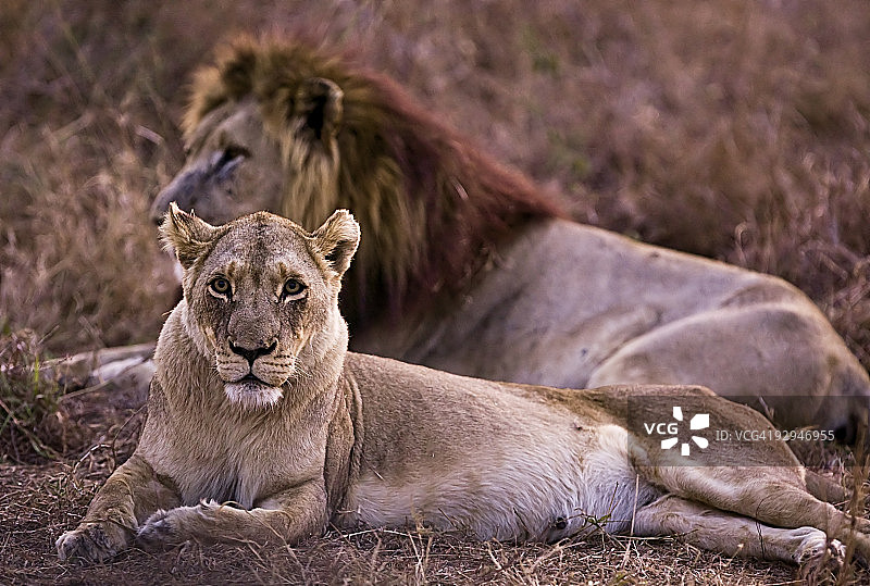 日落下的狮群图片素材