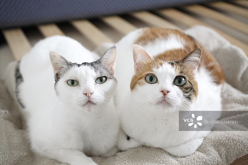 两只向上看的猫图片素材