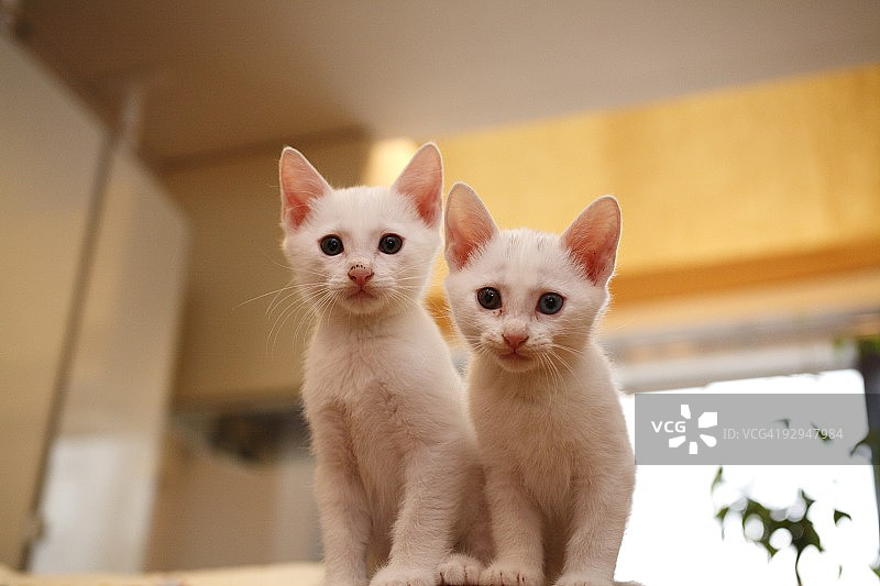 可爱的小猫们图片素材