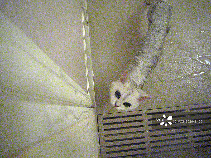 猫抬头图片素材