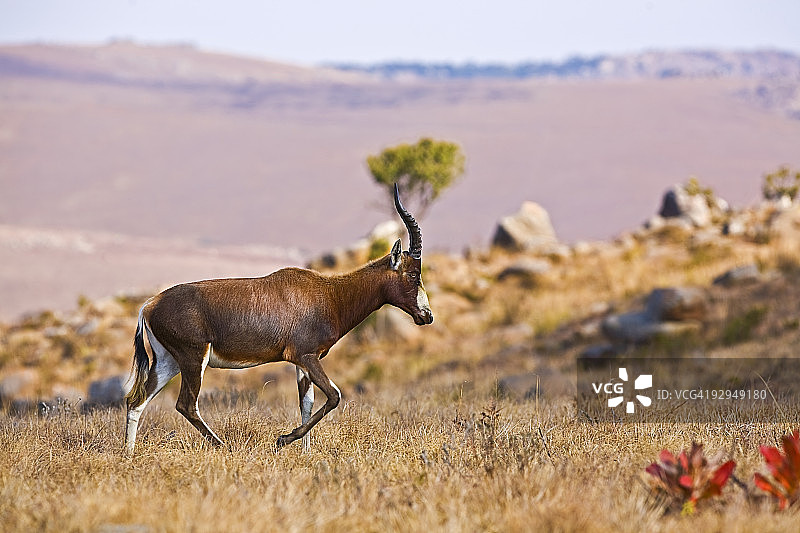 白面羚羊图片素材
