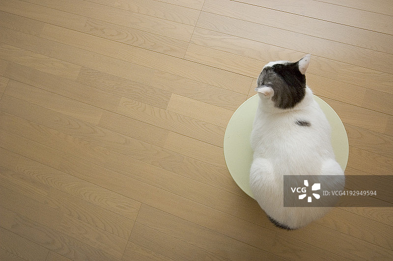 碗里的猫图片素材