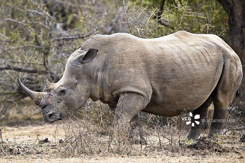 非洲犀牛图片素材
