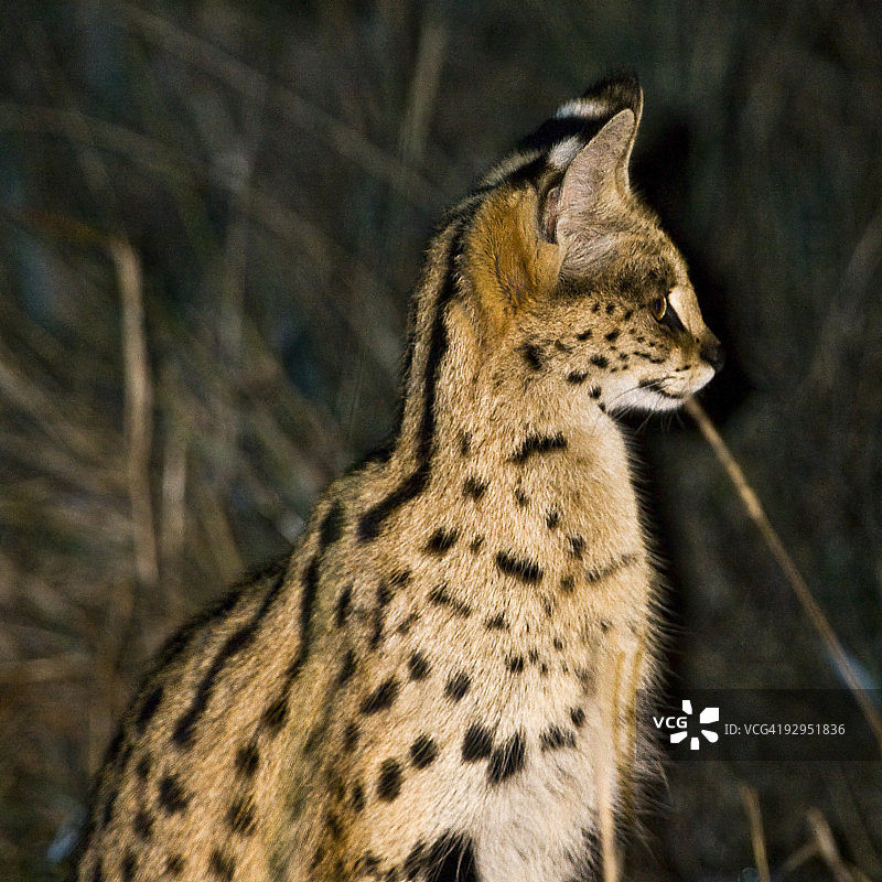 非洲薮猫图片素材