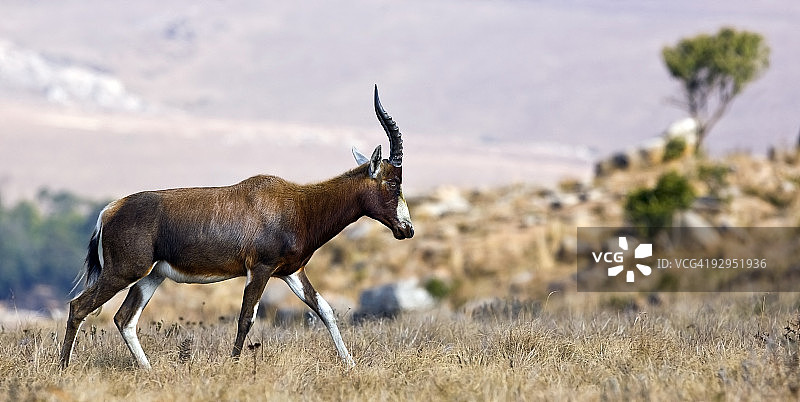 行走的非洲羚羊图片素材