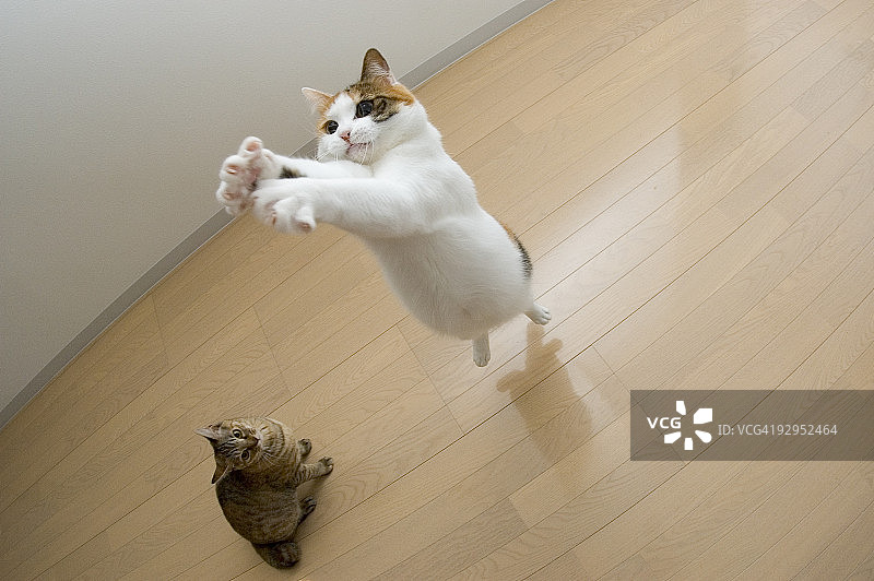 跳跃的猫图片素材