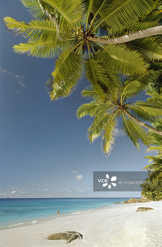 男孩在椰子树下的热带海滩上奔跑图片素材
