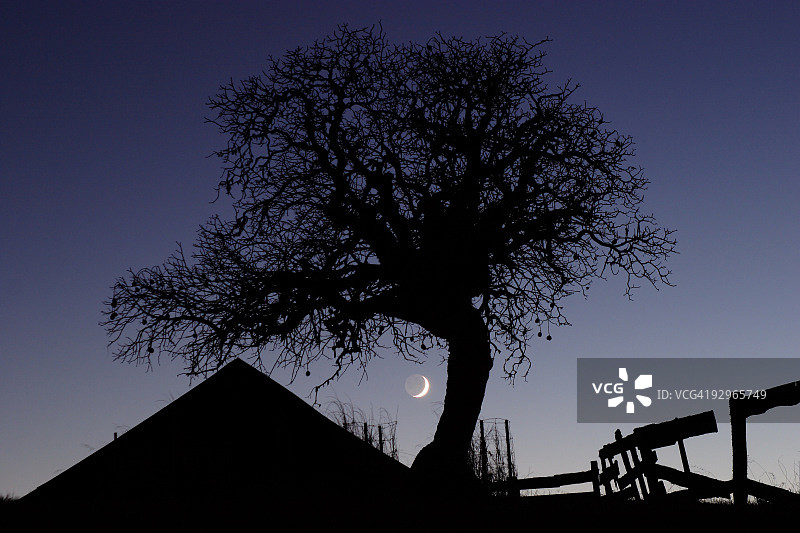 月升时分的橡树和谷仓图片素材