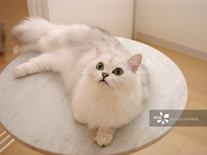 猫咪坐在桌子上向上看图片素材
