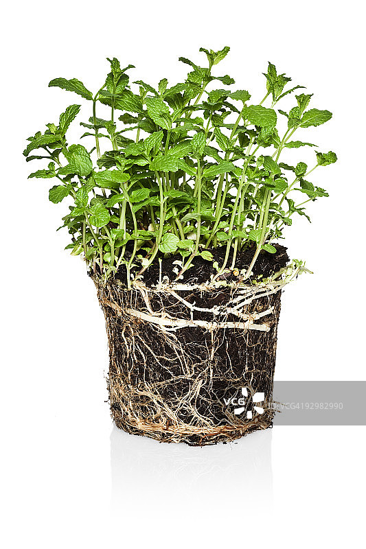 薄荷植物与根球图片素材