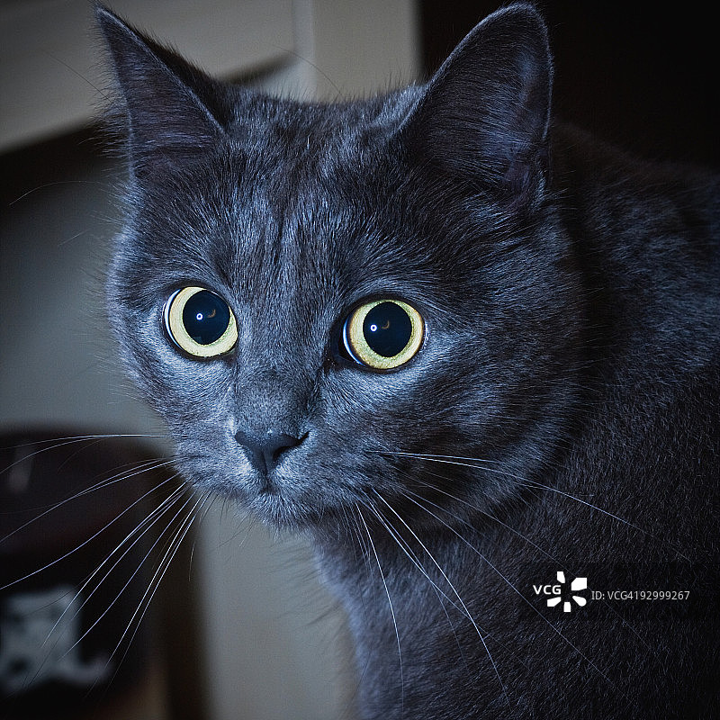 内疚的猫图片素材
