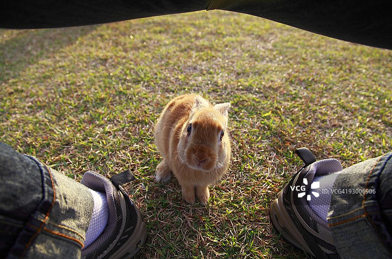 腿下的侏儒兔图片素材