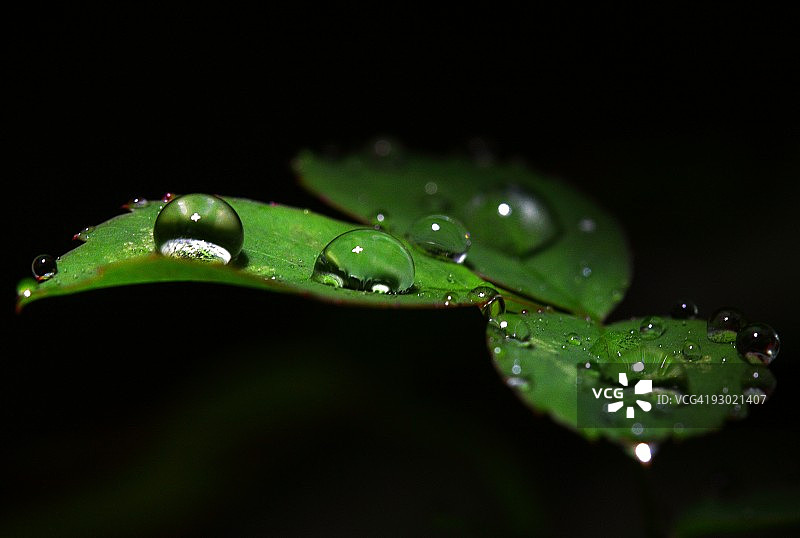 落在叶子上的雨滴图片素材