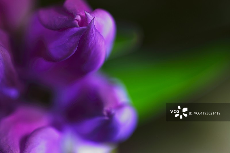 花苞特写图片素材