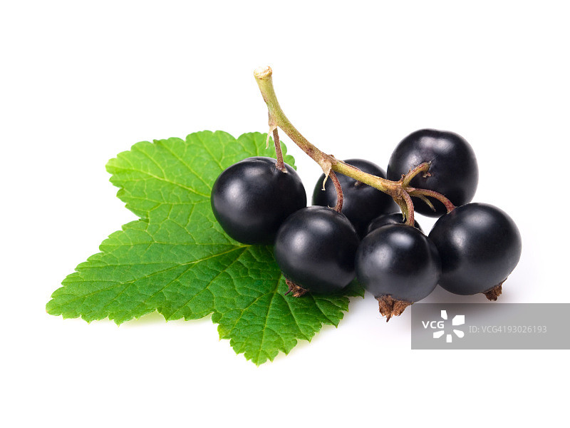 带抠图路径的黑醋栗图片素材