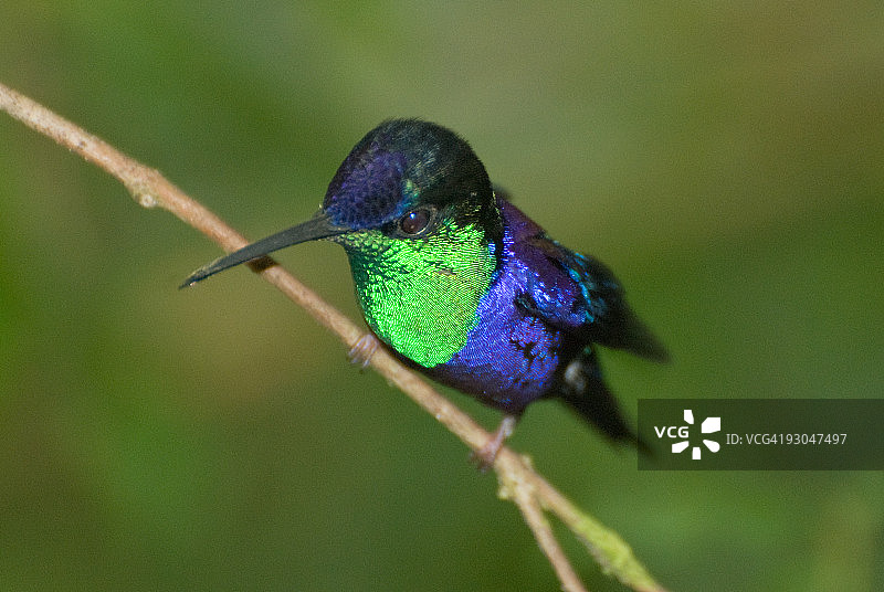 紫冠林 nymph图片素材