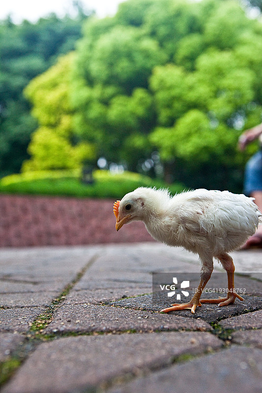 小鸡图片素材