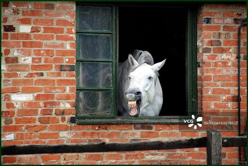 哭泣的牛图片素材