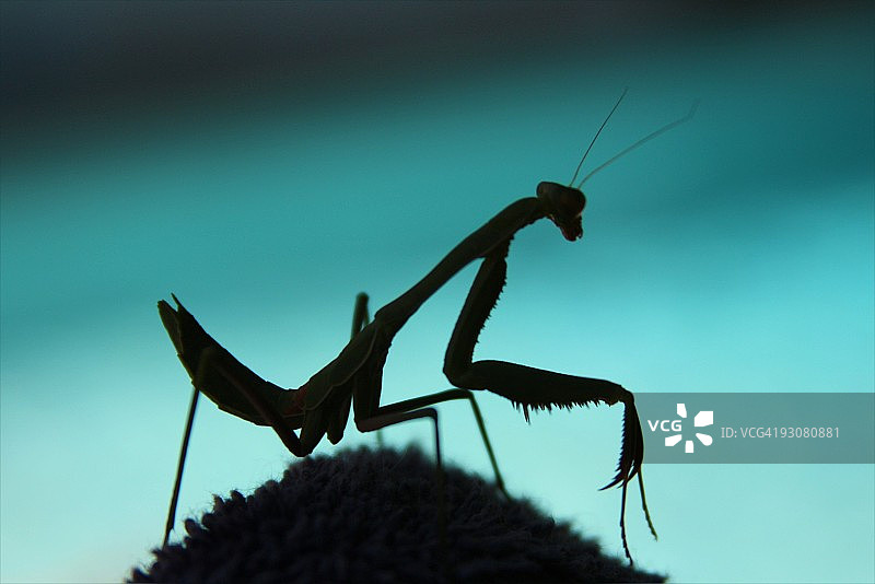 螳螂剪影图片素材