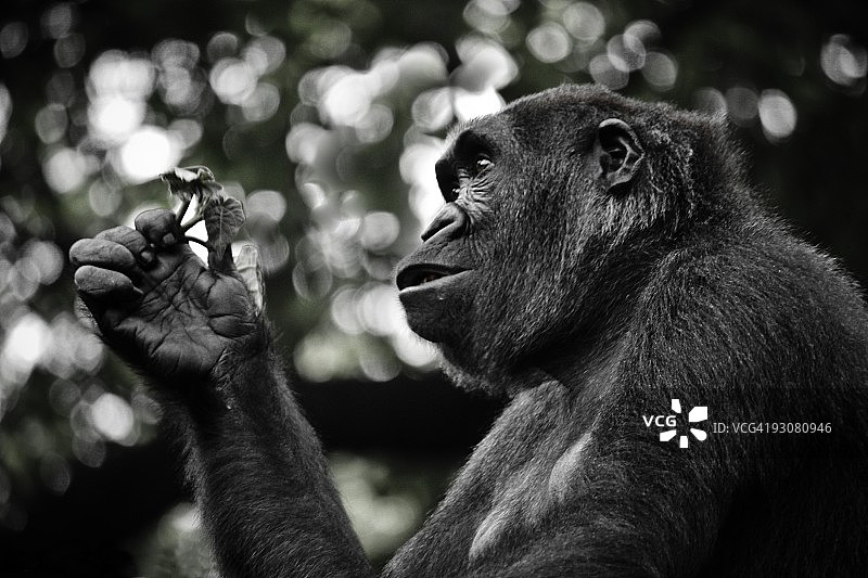 散景禅意中的好奇大猩猩图片素材