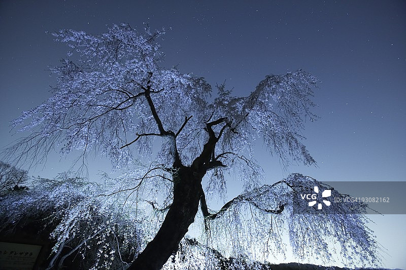 夜樱图片素材