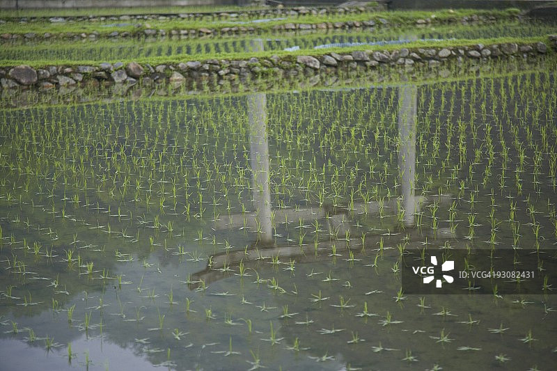 稻田与鸟居图片素材
