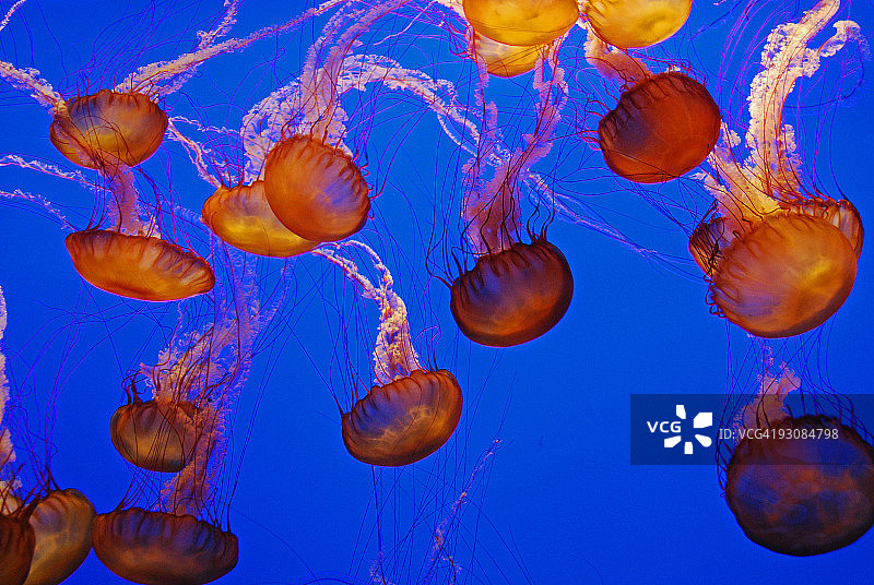 水母图片素材