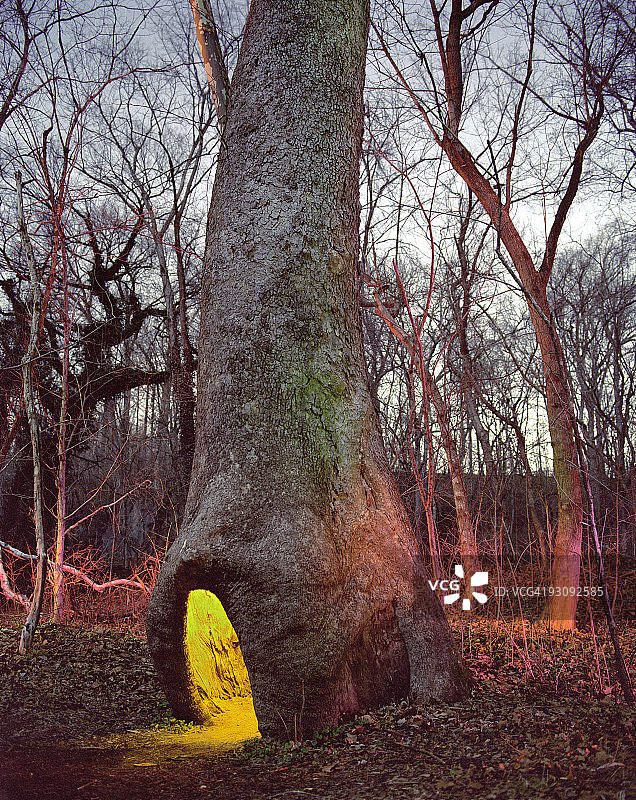 梧桐树的空心树干照明图片素材