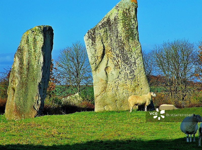 绵羊吃草图片素材