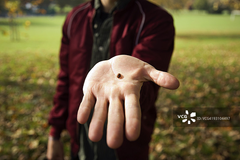 手掌上的瓢虫图片素材