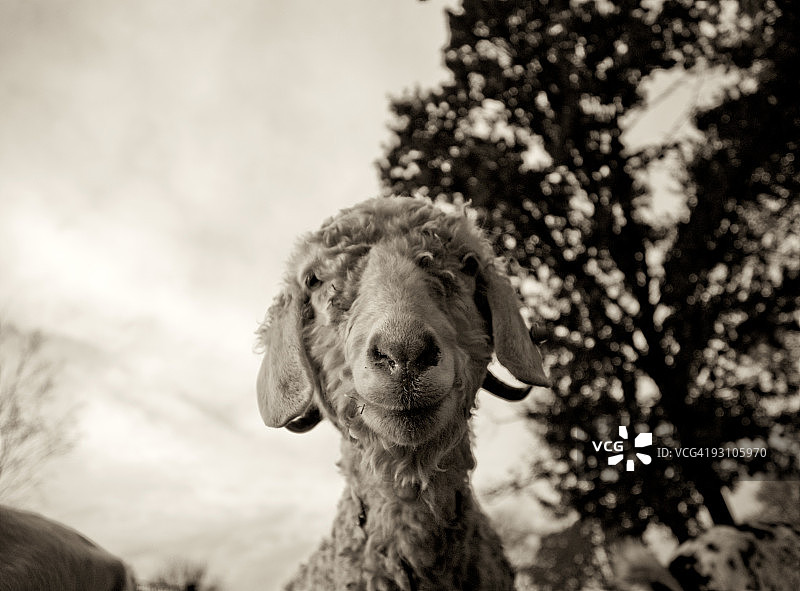 安哥拉山羊的肖像图片素材