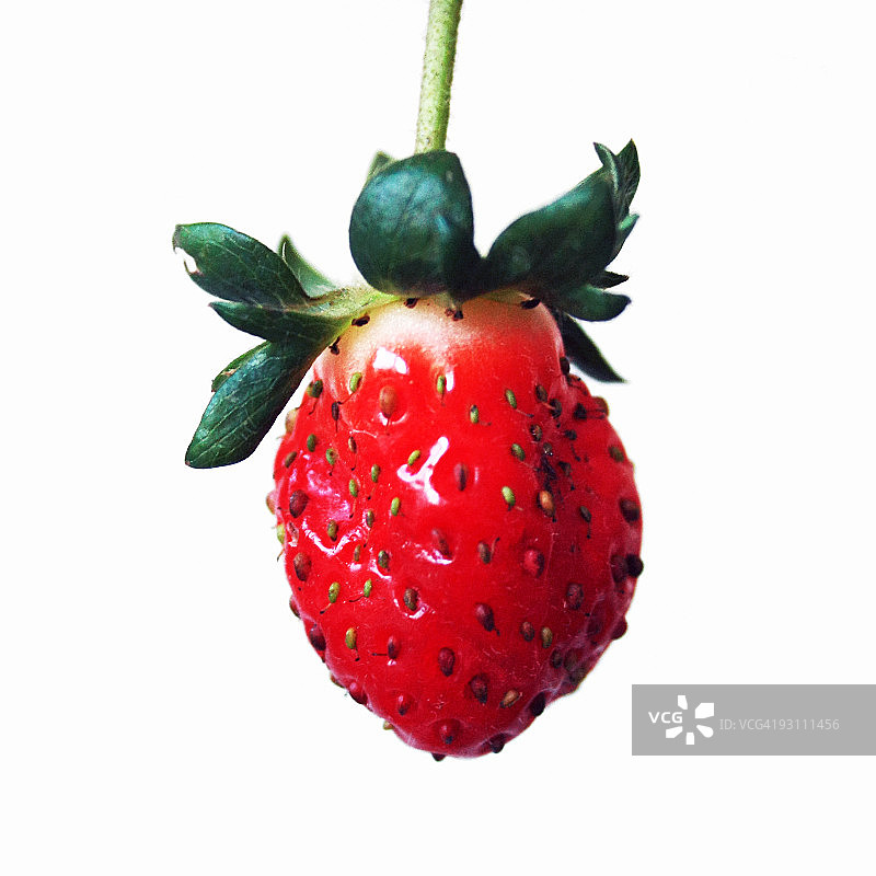 草莓图片素材