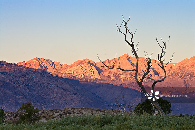 欧文斯河沿岸的枯木图片素材