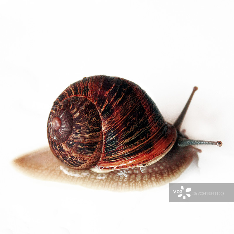 班达伯格蜗牛图片素材
