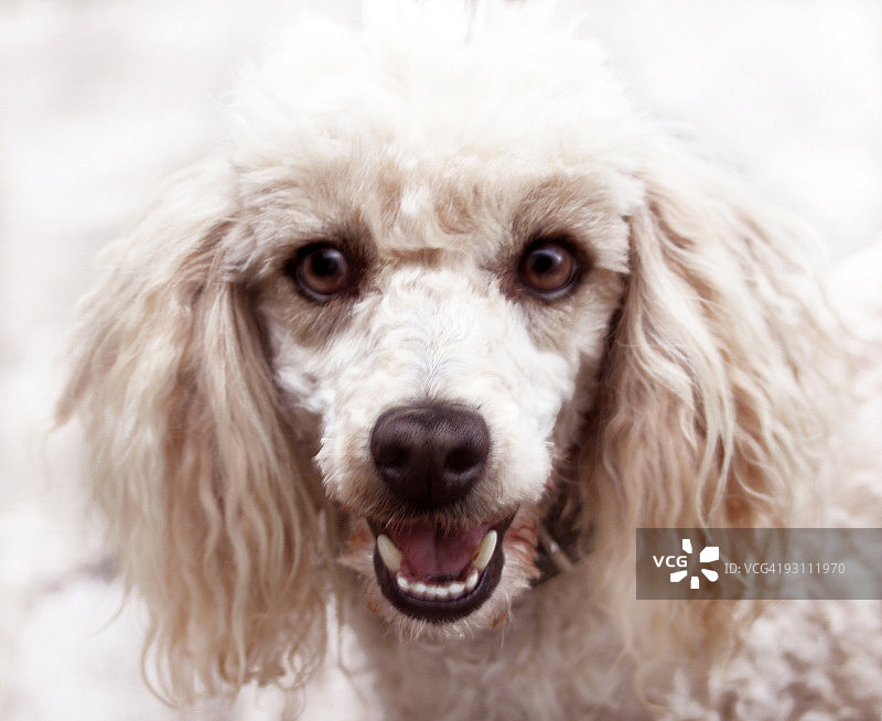贵宾犬特写图片素材