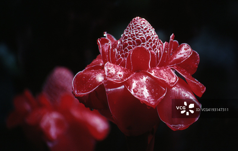 夏威夷的红色火炬姜花图片素材