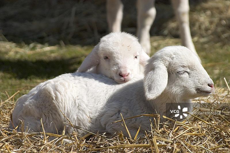 稻草中的两只可爱的小羊羔图片素材