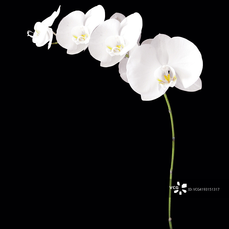 白色的兰花图片素材