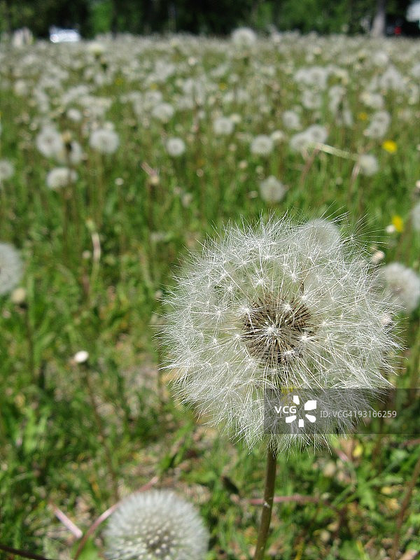 蒲公英种子图片素材