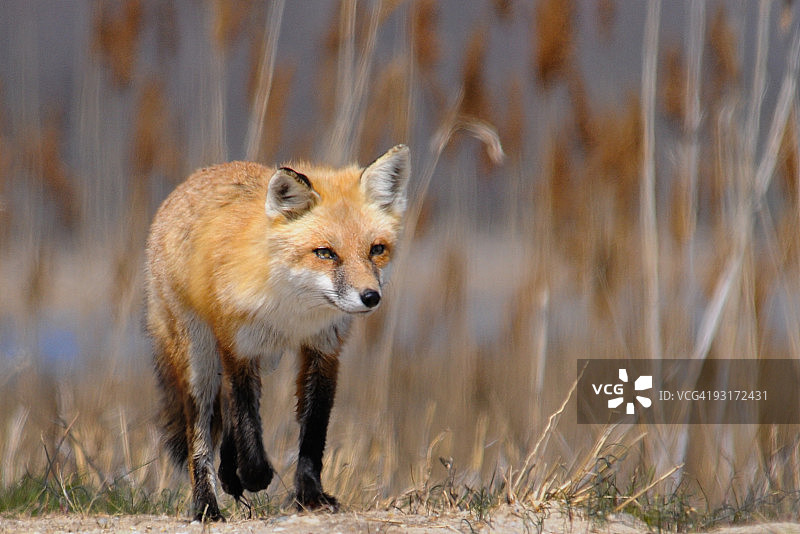 红狐狸图片素材