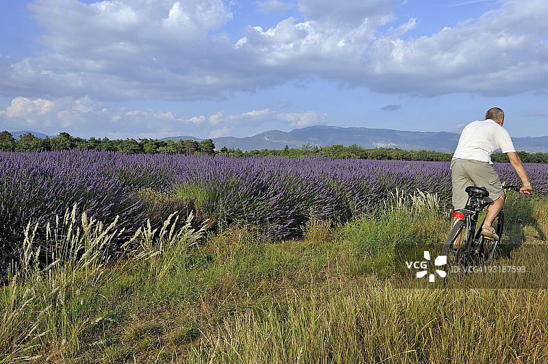 夏天男人在薰衣草田骑自行车图片素材
