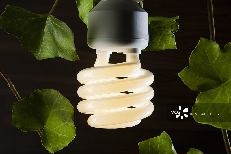 常春藤叶环绕的节能灯泡图片素材