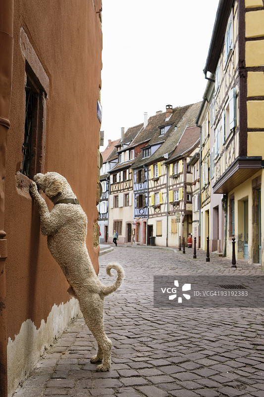 葡萄牙水犬站在后腿上偷看窗户图片素材