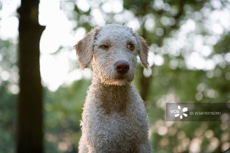 眨眼侧视的葡萄牙水犬肖像图片素材