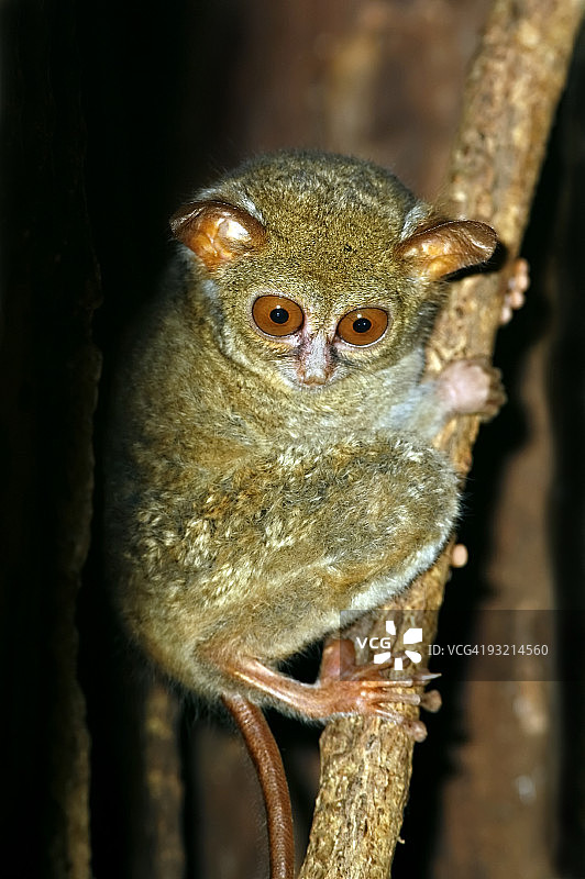 眼镜猴依偎在树上图片素材