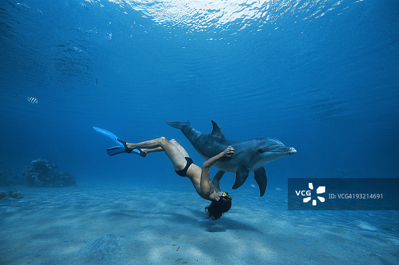 驯兽员与海豚同游图片素材