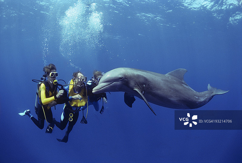 潜水员与海豚共游图片素材