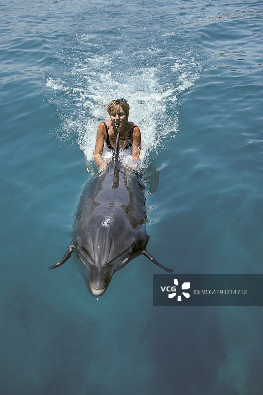 驯兽员与海豚同游图片素材